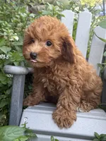 Fancy, a female Miniature Goldendoodle for sale in Manchester, NH – 2 of 3