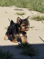 Teeny tiny boy , a male Yorkshire Terrier for sale in Manchester, NH – 2 of 5