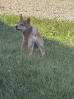 Sunny, a female Shiba Inu for sale in Manchester, NH – 2 of 5