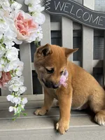 Stella, a female Shiba Inu for sale in Manchester, NH – 3 of 3