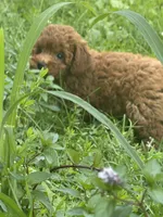 Finley, a female Miniature Goldendoodle for sale in Manchester, NH – 3 of 3