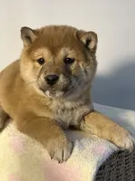 processed/95a66296-268c-46eb-991b-f19242528e3e/listing/a6a9b9eb-a52c-4fc4-aae3-445cdc5ef96b/4e1b7b64-1303-4a9a-896c-670771530979