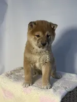 processed/95a66296-268c-46eb-991b-f19242528e3e/listing/a6a9b9eb-a52c-4fc4-aae3-445cdc5ef96b/fe1ecac9-821d-4ad6-a897-8ee25bec6ed3