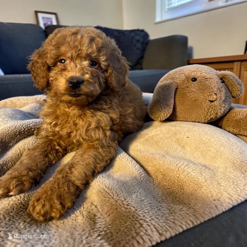 Ruby – Miniature Goldendoodle puppy for sale in Manchester, NH
