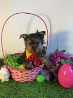 Nathan, a male Yorkshire Terrier for sale in Manchester, NH – Photo 3 of 3