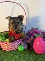 Nathan, a male Yorkshire Terrier for sale in Manchester, NH – Photo 1 of 3