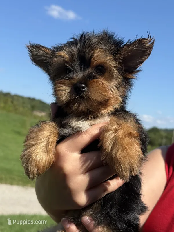 Teeny tiny boy  – Yorkshire Terrier puppy for sale in Manchester, NH