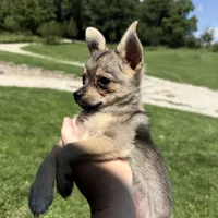 Lucy, a female Pomchi for sale in Manchester, NH – 3 of 3