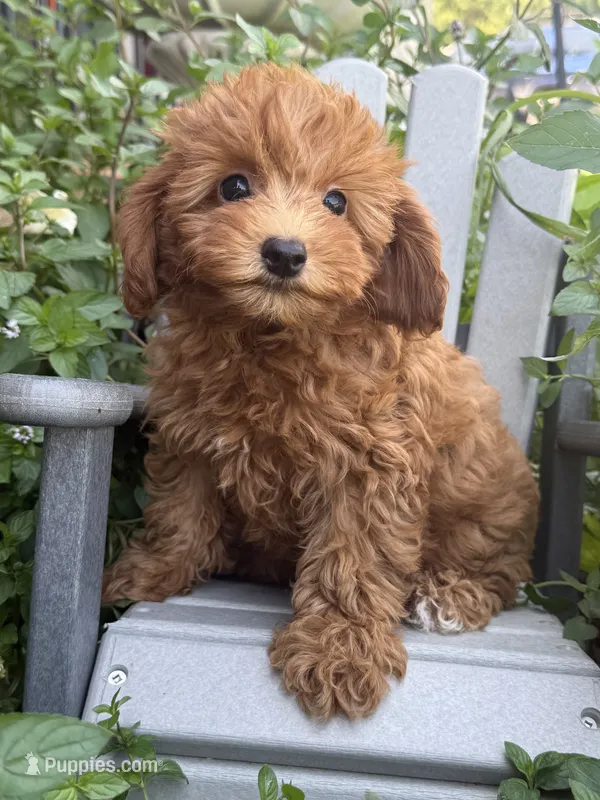 Fancy – Miniature Goldendoodle puppy for sale in Manchester, NH