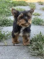 Teeny tiny boy , a male Yorkshire Terrier for sale in Manchester, NH – 5 of 5