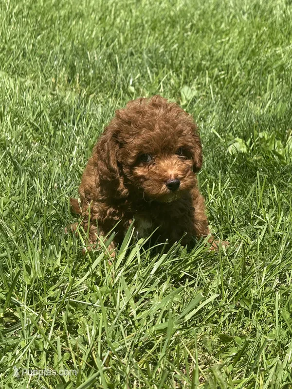 Finley – Miniature Goldendoodle puppy for sale in Manchester, NH