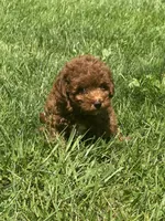 Finley, a female Miniature Goldendoodle for sale in Manchester, NH – 1 of 3