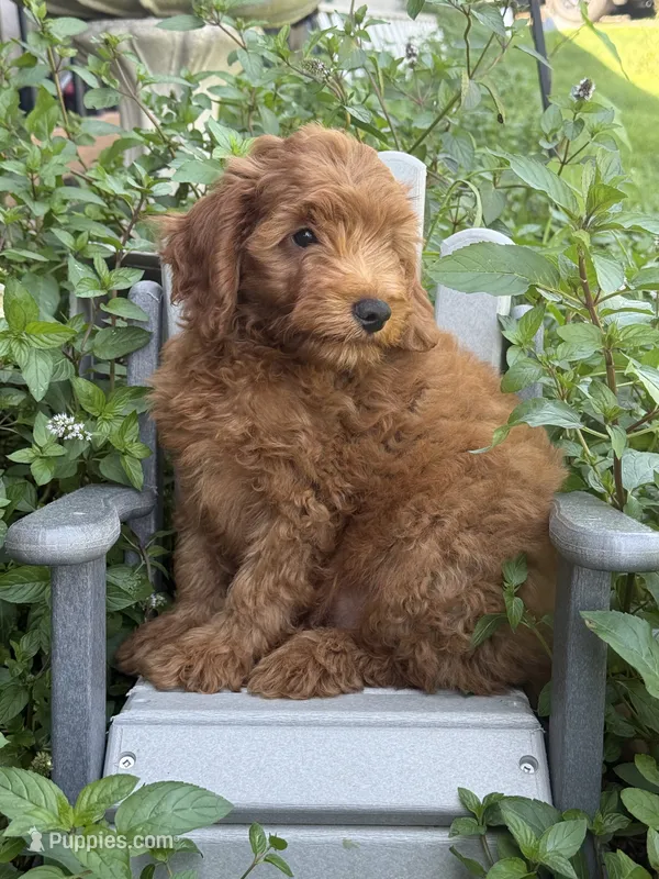 Fifel  – Miniature Goldendoodle puppy for sale in Manchester, NH