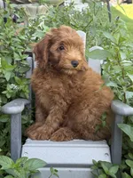 Fifel , a male Miniature Goldendoodle for sale in Manchester, NH – 1 of 4
