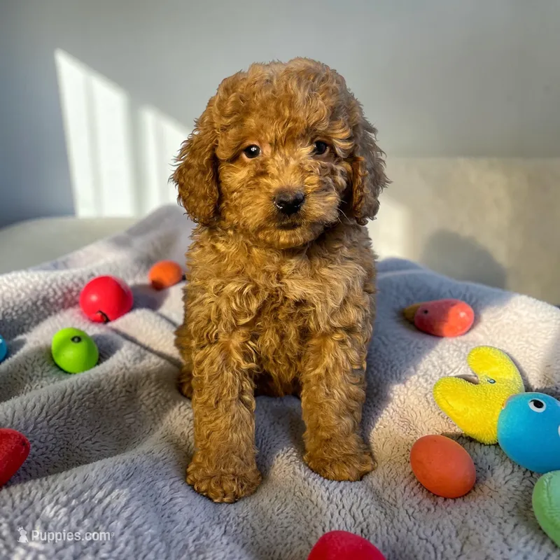 Rudy  – Miniature Goldendoodle puppy for sale in Manchester, NH