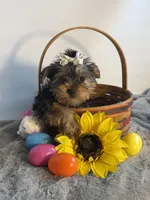Nessie, a female Yorkshire Terrier for sale in Manchester, NH – Photo 1 of 2