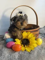 Nessie, a female Yorkshire Terrier for sale in Manchester, NH – Photo 2 of 2