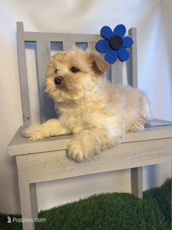 Markus – Maltipoo puppy for sale in Manchester, NH