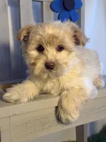Markus, a male Maltipoo for sale in Manchester, NH – Photo 2 of 4