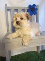 Markus, a male Maltipoo for sale in Manchester, NH – Photo 3 of 4