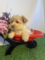 Markus, a male Maltipoo for sale in Manchester, NH – Photo 4 of 4