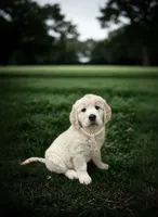 AKC English Cream Golden Retriever - Buddy, a male English Cream Golden Retriever for sale in Puyallup, WA – 2 of 10
