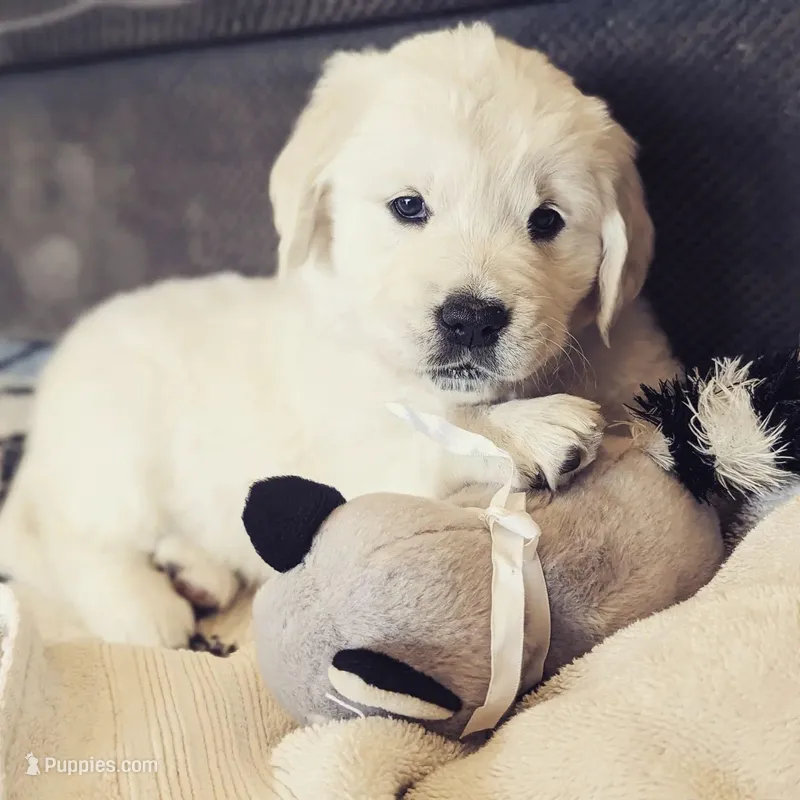 AKC English Cream Golden Retriever - Buddy – English Cream Golden Retriever puppy for sale in Puyallup, WA