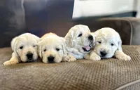 AKC English Cream Golden Retriever- Camilla , a female English Cream Golden Retriever for sale in Puyallup, WA – Photo 4 of 9