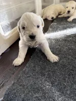 AKC English Cream Golden Retriever- Camilla , a female English Cream Golden Retriever for sale in Puyallup, WA – Photo 2 of 9
