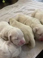 AKC English Cream Golden Retriever- Camilla , a female English Cream Golden Retriever for sale in Puyallup, WA – Photo 7 of 9