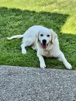 AKC English Cream Golden Retriever- Camilla , a female English Cream Golden Retriever for sale in Puyallup, WA – Photo 9 of 9