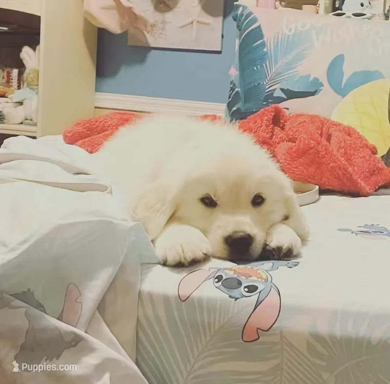 AKC English Cream Golden Retriever- Camilla , a female English Cream Golden Retriever for sale in Puyallup, WA – Photo 1 of 9