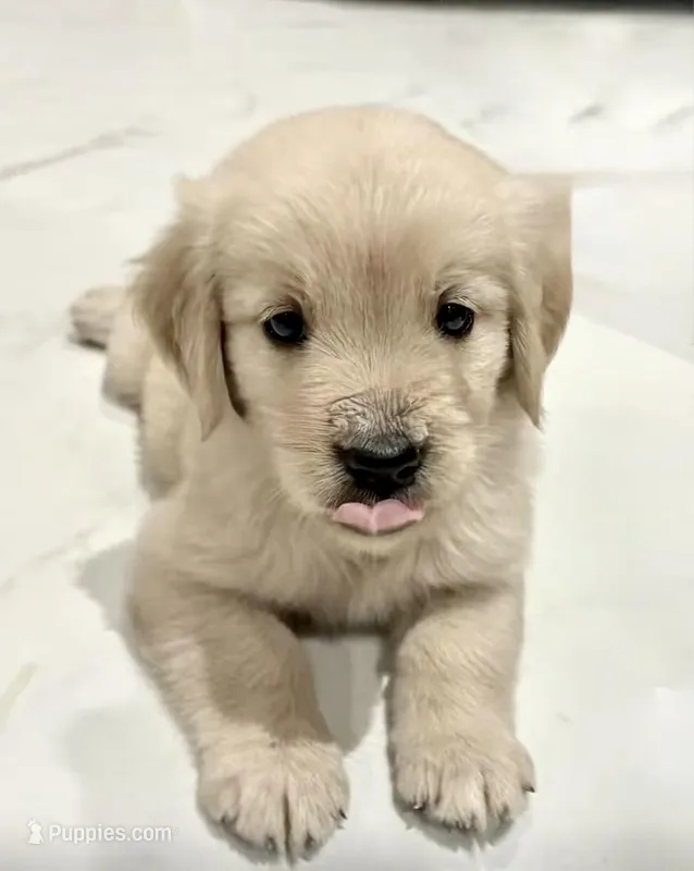 AKC English Cream Golden Retriever - Ginger  – English Cream Golden Retriever puppy for sale in Puyallup, WA