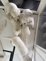 AKC English Cream Golden Retriever, a female English Cream Golden Retriever for sale in Puyallup, WA – Photo 7 of 8