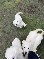 AKC English Cream Golden Retriever - Ginger , a female English Cream Golden Retriever for sale in Puyallup, WA – Photo 6 of 7
