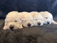 AKC English Cream Golden Retriever - Buddy, a male English Cream Golden Retriever for sale in Puyallup, WA – 4 of 9
