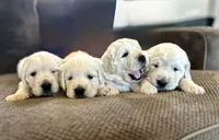 AKC English Cream Golden Retriever - Buddy, a male English Cream Golden Retriever for sale in Puyallup, WA – 3 of 9