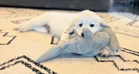 AKC English Cream Golden Retriever - Buddy, a male English Cream Golden Retriever for sale in Puyallup, WA – 2 of 9