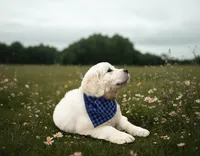 AKC English Cream Golden Retriever- Jack, a male English Cream Golden Retriever for sale in Puyallup, WA – 2 of 10