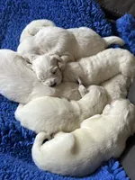 AKC English Cream Golden Retriever - Buddy, a male English Cream Golden Retriever for sale in Puyallup, WA – 7 of 9