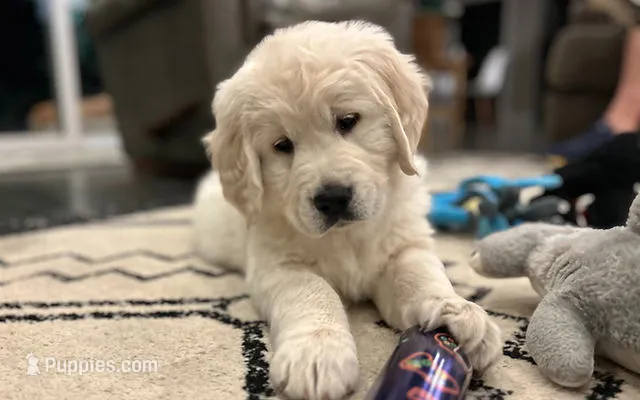 AKC English Cream Golden Retriever - Snow Rose – English Cream Golden Retriever puppy for sale in Puyallup, WA