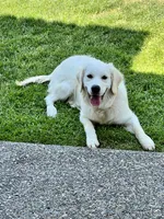 AKC English Cream Golden Retriever- Jack, a male English Cream Golden Retriever for sale in Puyallup, WA – 10 of 10