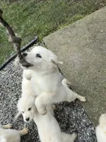 AKC English Cream Golden Retriever - Jack, a male English Cream Golden Retriever for sale in Puyallup, WA – Photo 4 of 7