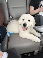 AKC English Cream Golden Retriever - Jack, a male English Cream Golden Retriever for sale in Puyallup, WA – Photo 6 of 7