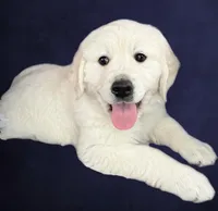 AKC English Cream Golden Retriever - Jack, a male English Cream Golden Retriever for sale in Puyallup, WA – Photo 1 of 7