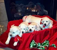 AKC English Cream Golden Retriever - Jack, a male English Cream Golden Retriever for sale in Puyallup, WA – Photo 3 of 7