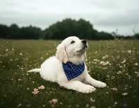 AKC English Cream Golden Retriever- Jack, a male English Cream Golden Retriever for sale in Puyallup, WA – 1 of 10