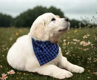 AKC English Cream Golden Retriever- Jack, a male English Cream Golden Retriever for sale in Puyallup, WA – 3 of 10
