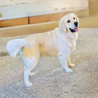 AKC English Cream Golden Retriever - Jack, a male English Cream Golden Retriever for sale in Puyallup, WA – 6 of 10