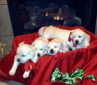 AKC English Cream Golden Retriever- Jack, a male English Cream Golden Retriever for sale in Puyallup, WA – 9 of 10